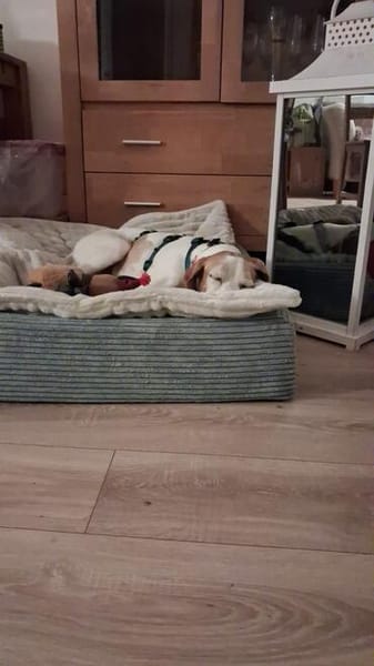 Lola sucht ein Zuhause