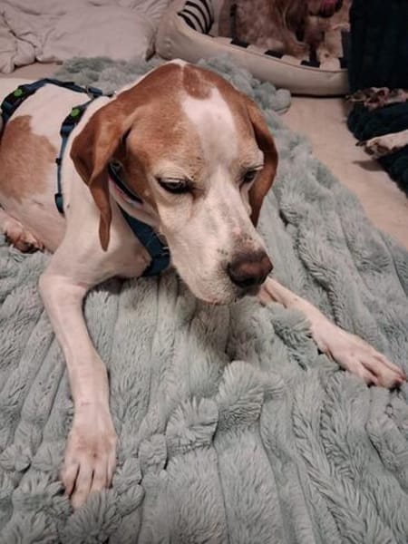 Lola sucht ein Zuhause
