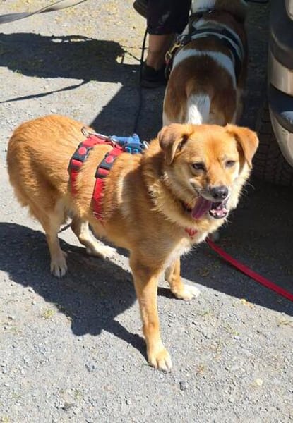Eyla, älteres Mädchen sucht ein Zuhause