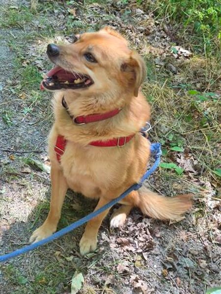 Eyla, älteres Mädchen sucht ein Zuhause
