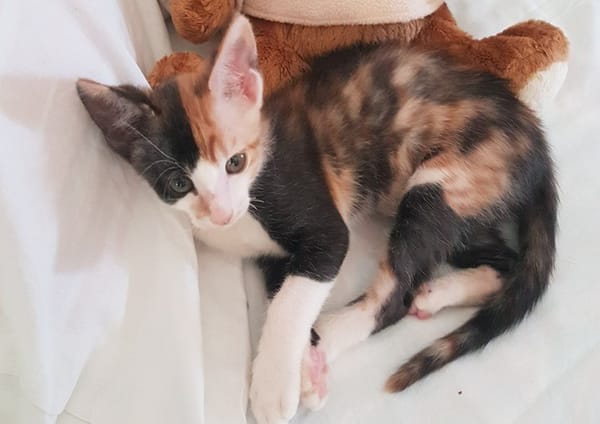 Choupette (réservée)