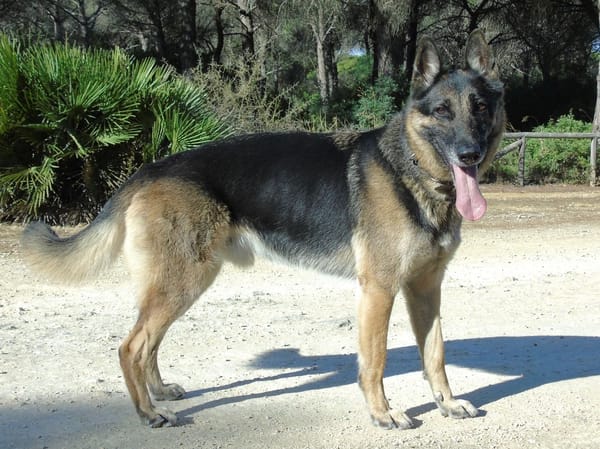 APOLO (Union Animal)