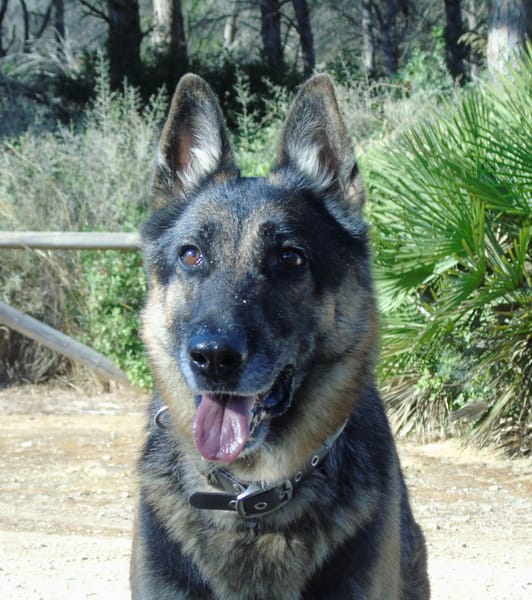 APOLO (Union Animal)