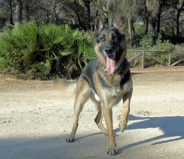 APOLO (Union Animal)