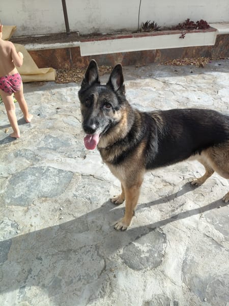 APOLO (Union Animal)
