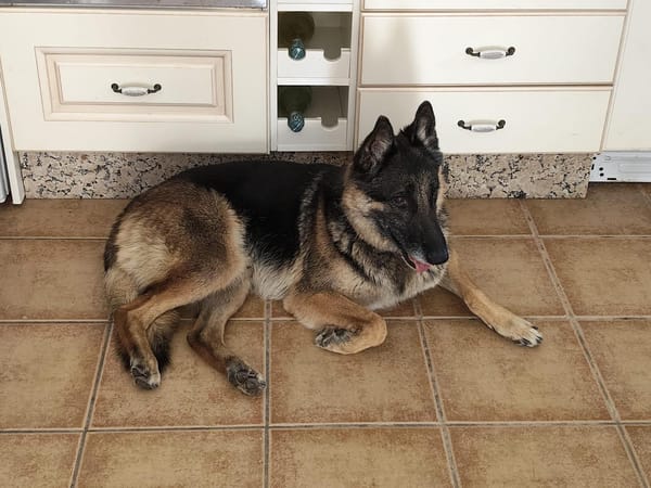 APOLO (Union Animal)