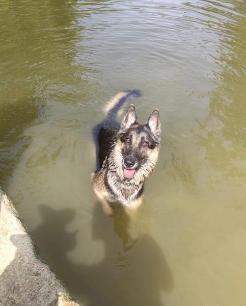 APOLO (Union Animal)