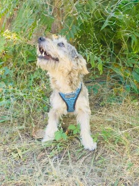 Benji ein cairn Terrier Mix