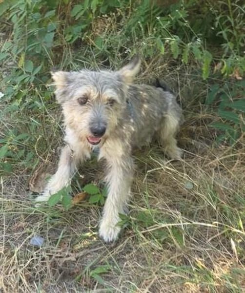 Benji ein cairn Terrier Mix