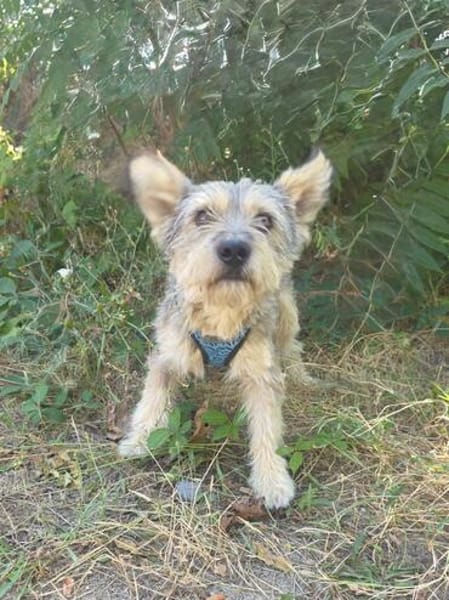 Benji ein cairn Terrier Mix