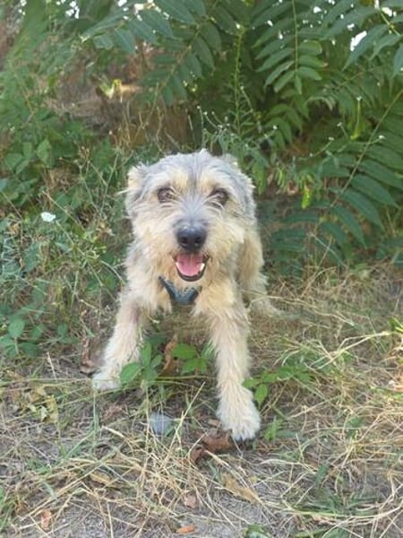 Benji ein cairn Terrier Mix