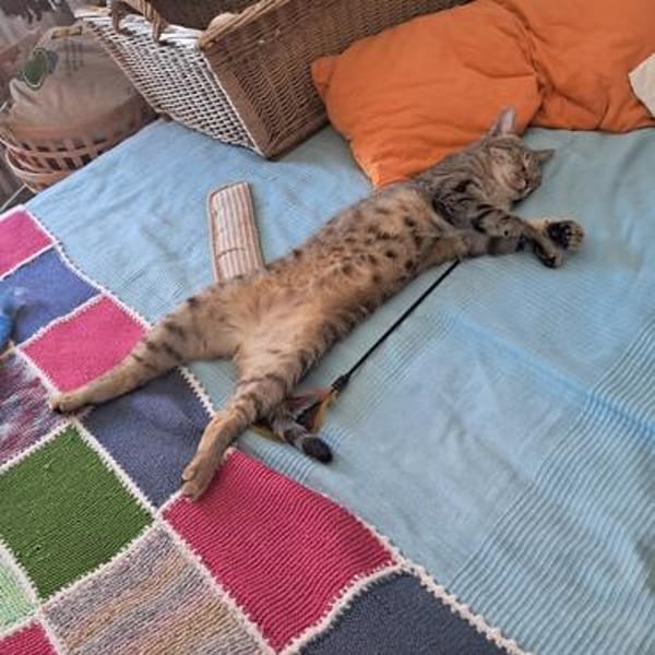 Kuschelkater Timo