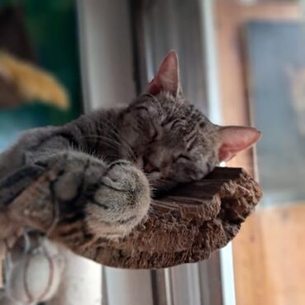 Kuschelkater Timo