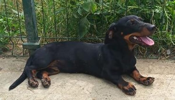 🐾 Kleine Berta sucht ihr Zuhause für immer