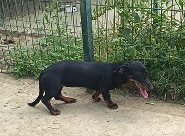 🐾 Kleine Berta sucht ihr Zuhause für immer