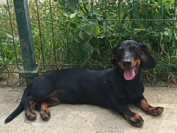🐾 Kleine Berta sucht ihr Zuhause für immer