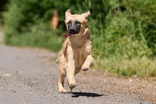 freundliches Hundekind Pepa sucht Leinenführer fürs Leben.