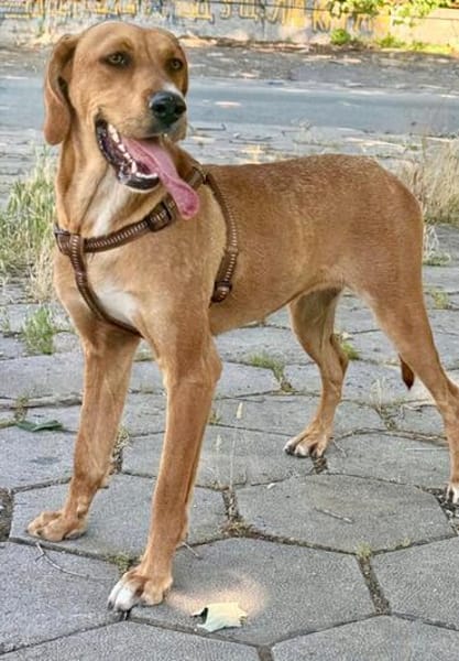 Zara eine warmherzige Hündin