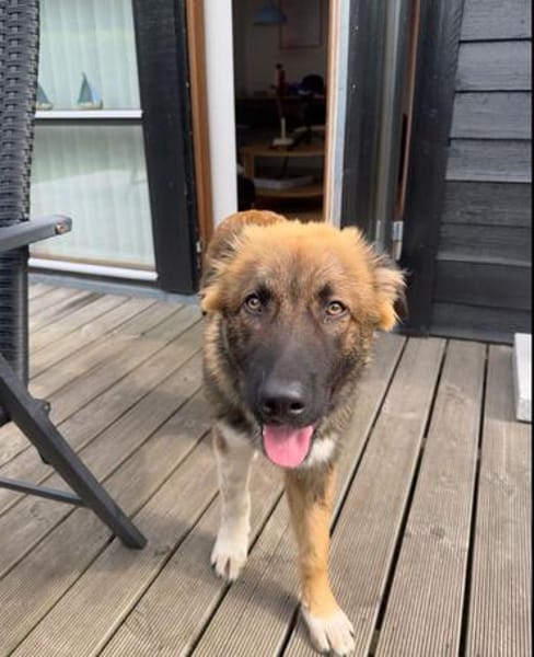 Zayden - sucht sein Foreverhome bei Dir