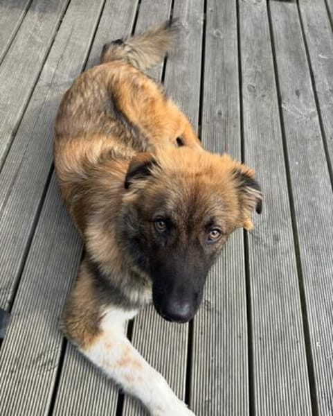 Zayden - sucht sein Foreverhome bei Dir