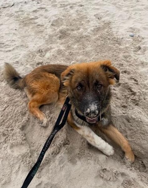 Zayden - sucht sein Foreverhome bei Dir