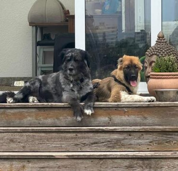 Zayden - sucht sein Foreverhome bei Dir