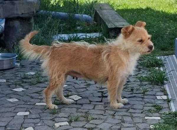 Betty -  sooo eine süße Hundedame