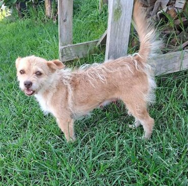 Betty -  sooo eine süße Hundedame