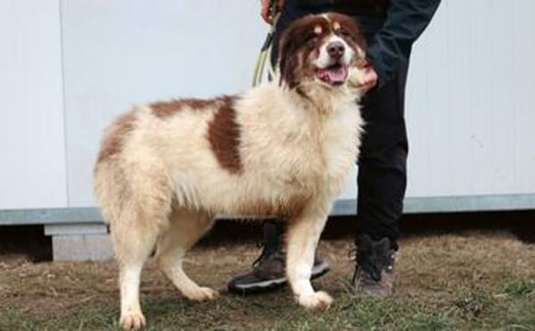 Dreibeinige Clementine sucht ein Zuhause