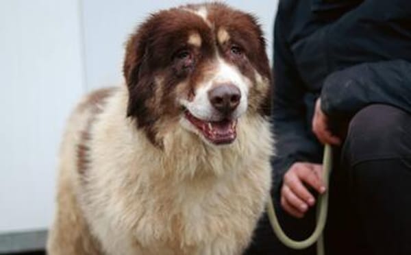 Dreibeinige Clementine sucht ein Zuhause
