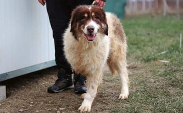 Dreibeinige Clementine sucht ein Zuhause
