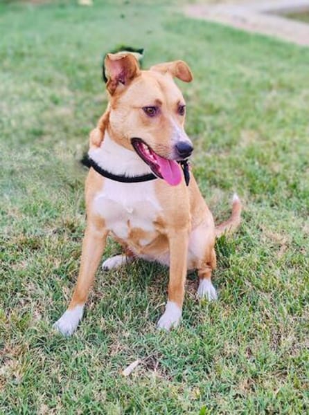 Labrador Mix Savanna