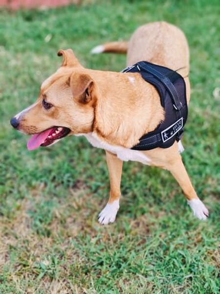 Labrador Mix Savanna