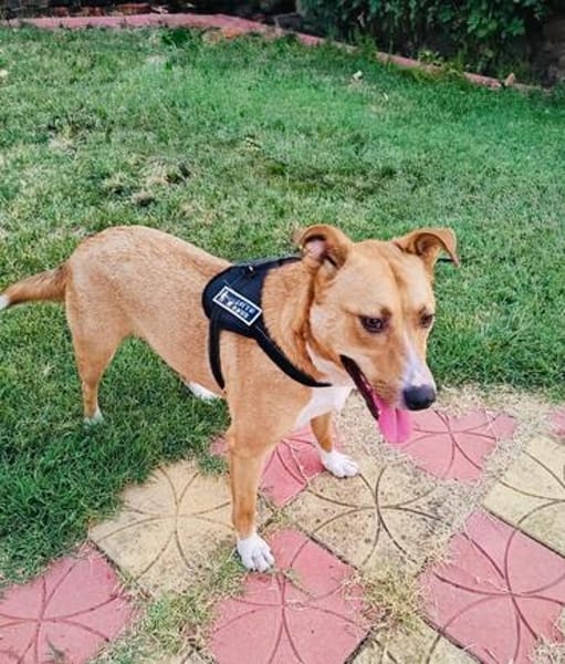 Labrador Mix Savanna