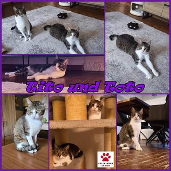 Die Brüder Tito und Toto Fiv+, unser DreamTeam