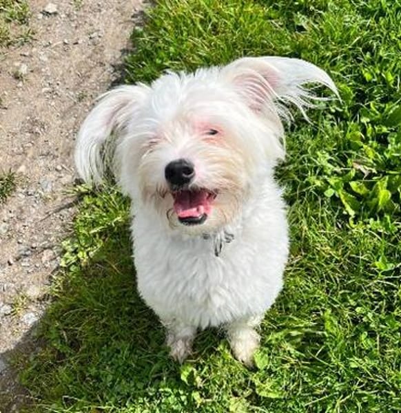 aktiver IDEFIX sucht Familie mit Hund
