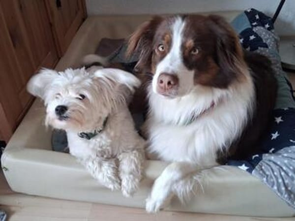 aktiver IDEFIX sucht Familie mit Hund
