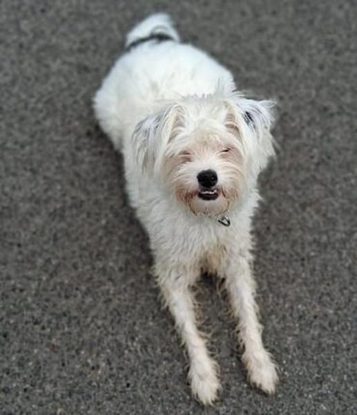 aktiver IDEFIX sucht Familie mit Hund