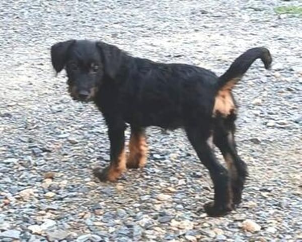 Kleine CHLOE