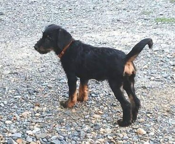Kleine CHLOE