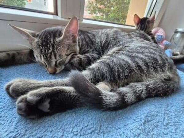 Toni & Miau  zwei Kitten suchen gemeinsam eine Familie