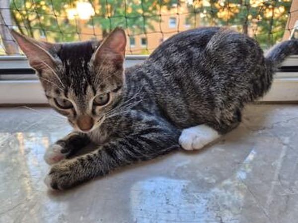 Toni & Miau  zwei Kitten suchen gemeinsam eine Familie
