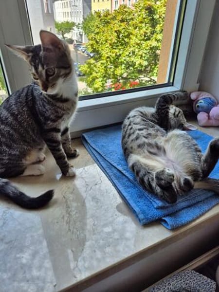 Toni & Miau  zwei Kitten suchen gemeinsam eine Familie