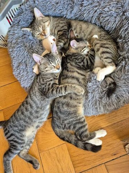 Toni & Miau  zwei Kitten suchen gemeinsam eine Familie