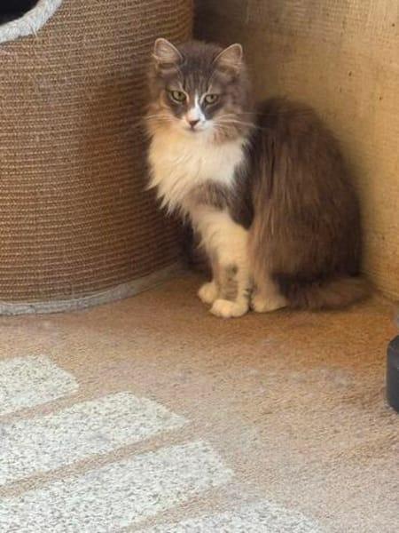 😺 Flauschige Rika sucht ihr Zuhause ✨