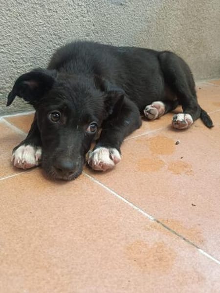 Fenya sucht ganz viel Liebe und Zuwendung