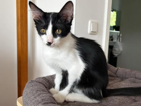 Neugieriger Cris sucht sein Traumzuhause