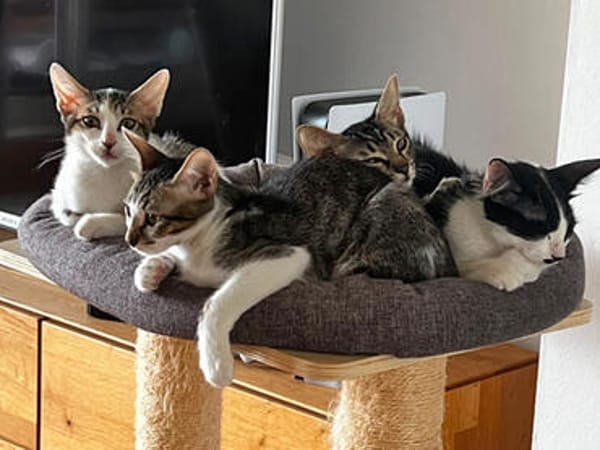 Neugieriger Cris sucht sein Traumzuhause
