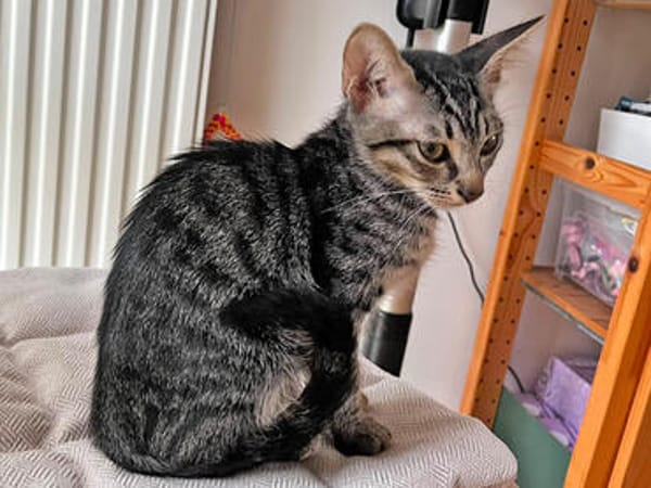 Körbchen für Carletto gesucht