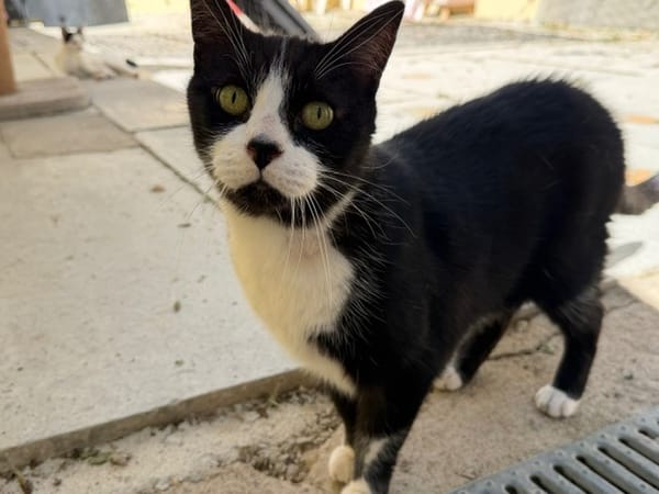 Filou (EN COURS D ADOPTION)